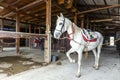 White horse with a harness  standing in a wooden stable Royalty Free Stock Photo