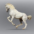 White horse isolated on a gray background