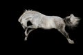 White horse isolated Royalty Free Stock Photo