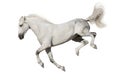 White horse isolated Royalty Free Stock Photo