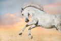 White horse jump Royalty Free Stock Photo