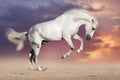 White horse jump Royalty Free Stock Photo