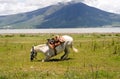 White horse knealing before a roll Royalty Free Stock Photo