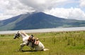 White horse knealing after a roll Royalty Free Stock Photo