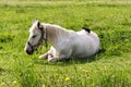 White horse lies on the grass, the crow plucks the pile from the horse`s back Royalty Free Stock Photo