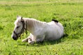 White horse lies on the grass, the crow plucks the pile from the horse`s back Royalty Free Stock Photo