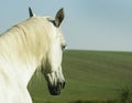 White horse with light mane standing in a green field Royalty Free Stock Photo