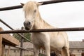 White horse with long bangs at the Ichalkovsky stud farm Royalty Free Stock Photo