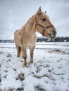White horse with long mane grazzing in winter snowy meadow