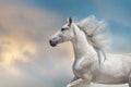 White horse with long mane portrait Royalty Free Stock Photo