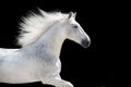 White horse with long mane portrait Royalty Free Stock Photo