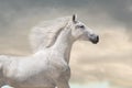 White horse with long mane portrait Royalty Free Stock Photo