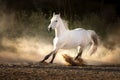 White horse with long mane run in dust Royalty Free Stock Photo