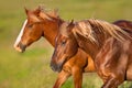 White horse with long mane run Royalty Free Stock Photo