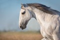 White horse with long mane Royalty Free Stock Photo