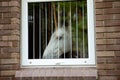 White horse look through the window Royalty Free Stock Photo