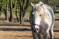 White horse looking at camera. Alone bred horse on pasture. Stallion standing in meadow front view portrait. Strong and powerful Royalty Free Stock Photo