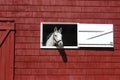 White horse looking out of red barn window