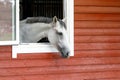 White horse looking out window of red barn. Horizontal photo, there is free space for text Royalty Free Stock Photo