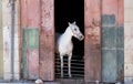 White horse looking outside from horse stable Royalty Free Stock Photo