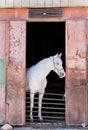 White horse looking outside from horse stable Royalty Free Stock Photo