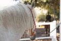 A white horse looking towards the background Royalty Free Stock Photo