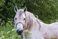 The white horse is looking at you Royalty Free Stock Photo
