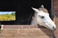 White horse Royalty Free Stock Photo