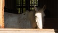 White horse looks out of stable window Royalty Free Stock Photo