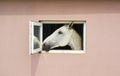 white horse looks out of window of pink stable Royalty Free Stock Photo