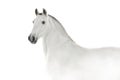 White horse on white