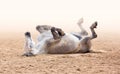 A white horse lying down on the sand. Yoga, meditation, relaxation, obedience. Equestrian Sport. Horse show. Training