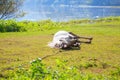 Horse lying on the grass Royalty Free Stock Photo
