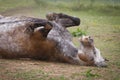 White horse is lying on the ground, rolling in the dirt, enjoying a moment of relaxation and play Royalty Free Stock Photo