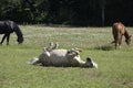 White horse lying on its back in the field with black and brown ones grazing in the background Royalty Free Stock Photo