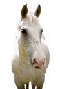 White horse Royalty Free Stock Photo