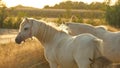 White horse with white mane portrait. horse in paddock at sunset.Farm animals Royalty Free Stock Photo