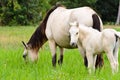 White horse mare and foal in a grass Royalty Free Stock Photo