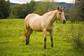 A white horse on a meadow Royalty Free Stock Photo