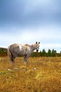 White horse, meadow, autumn, morning Royalty Free Stock Photo