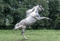 White horse on the meadow