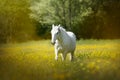 White horse in a meadow full of yellow flowers Royalty Free Stock Photo