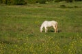 White horse meadow. Green spring sunny landscape