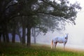 Bianco cavallo nebbia 