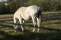 White Horse Morning Grazing