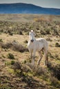 White horse in morning running free on sage brush prairie.