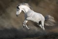 White Horse in motion in desert storm Royalty Free Stock Photo