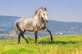 White horse in motion Royalty Free Stock Photo