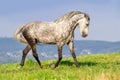 White horse in motion Royalty Free Stock Photo
