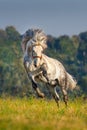 White horse in motion Royalty Free Stock Photo